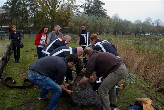 2009/273/20091101 009 Dier te water Vierbuizenmeertje.jpg